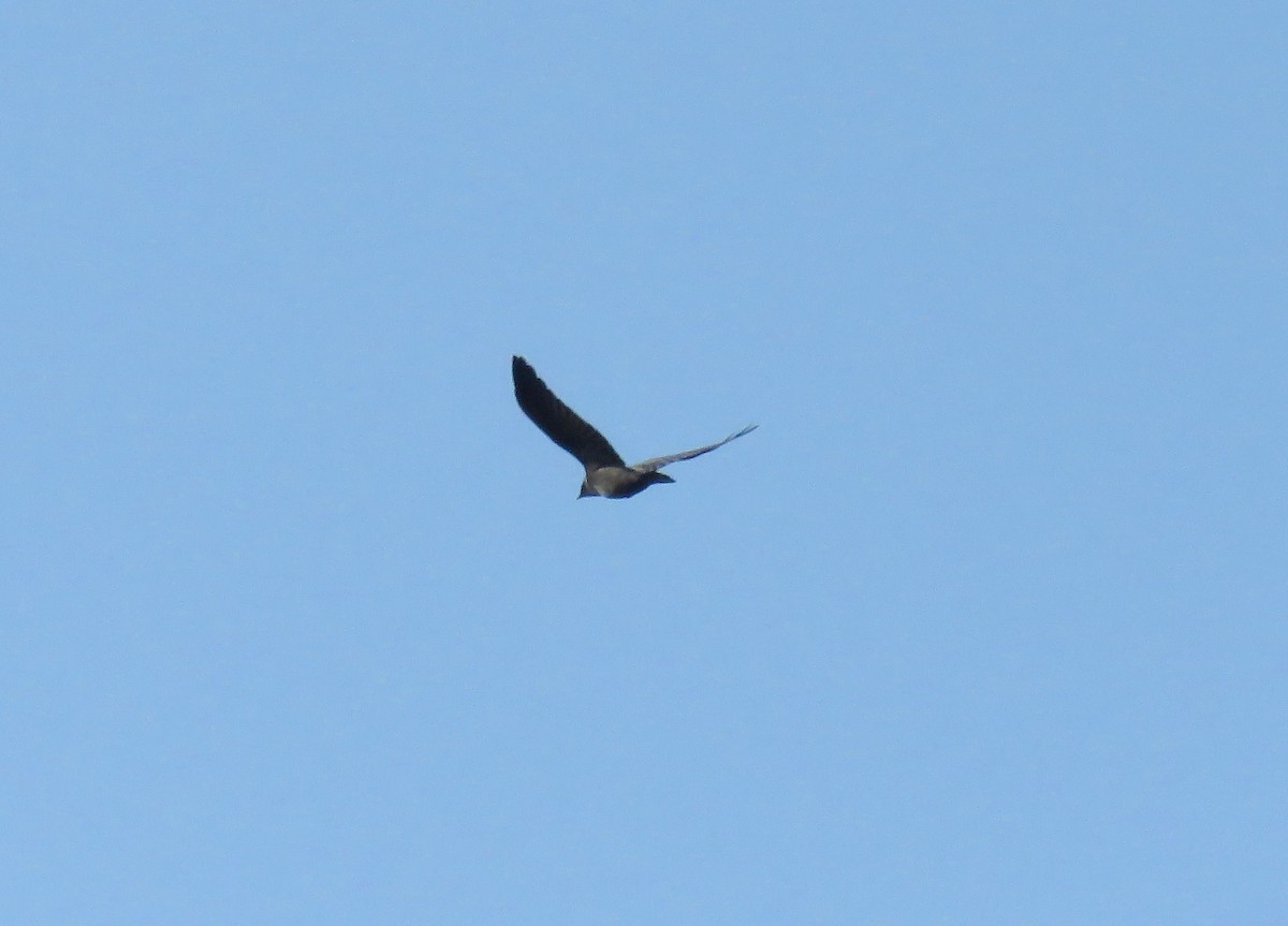 Eurasian Jackdaw - ML642903294