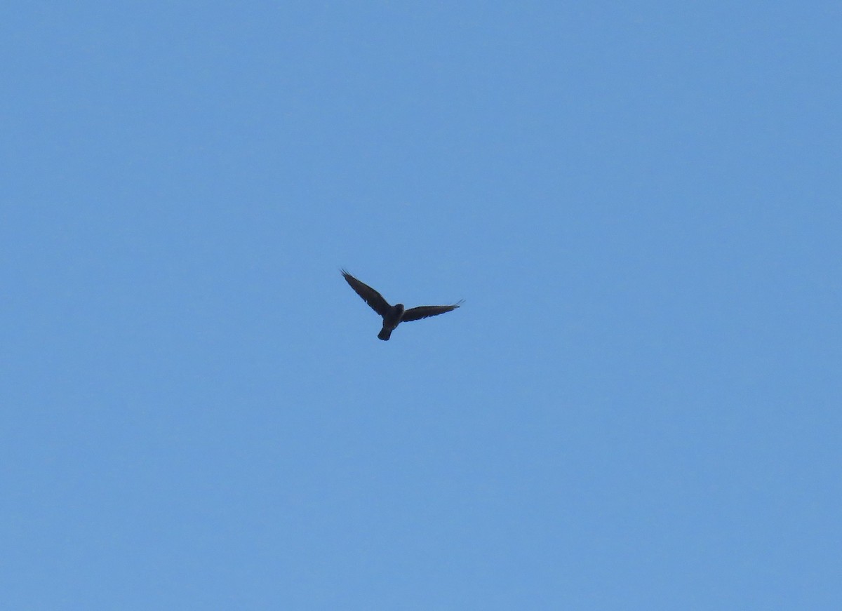 Eurasian Jackdaw - ML642903295