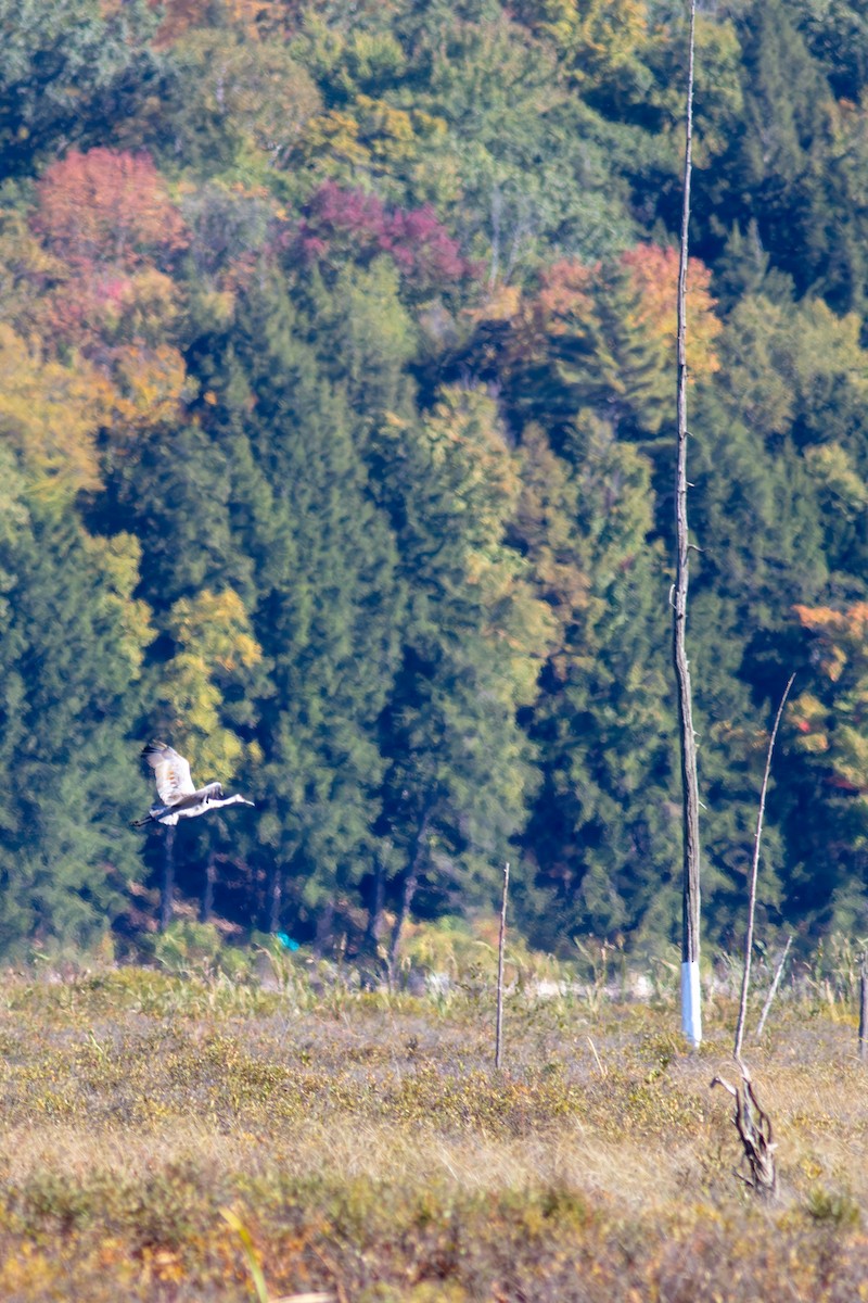 Sandhill Crane - ML642903338
