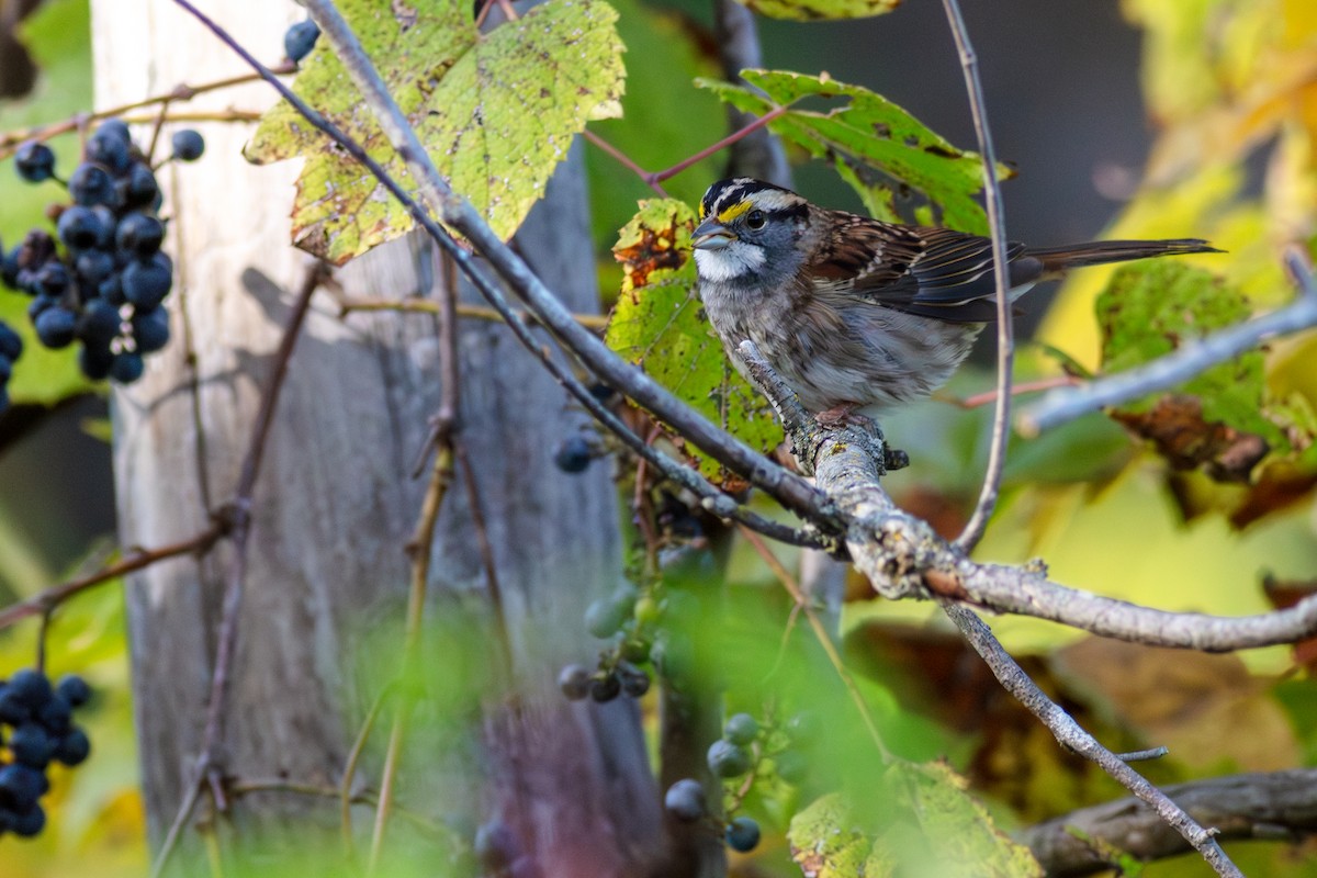 White-throated Sparrow - ML642903343