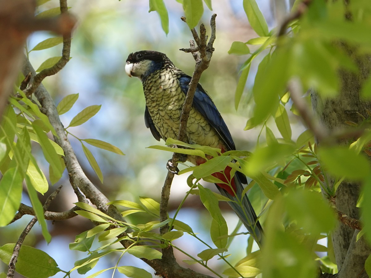 Northern Rosella - ML642903360