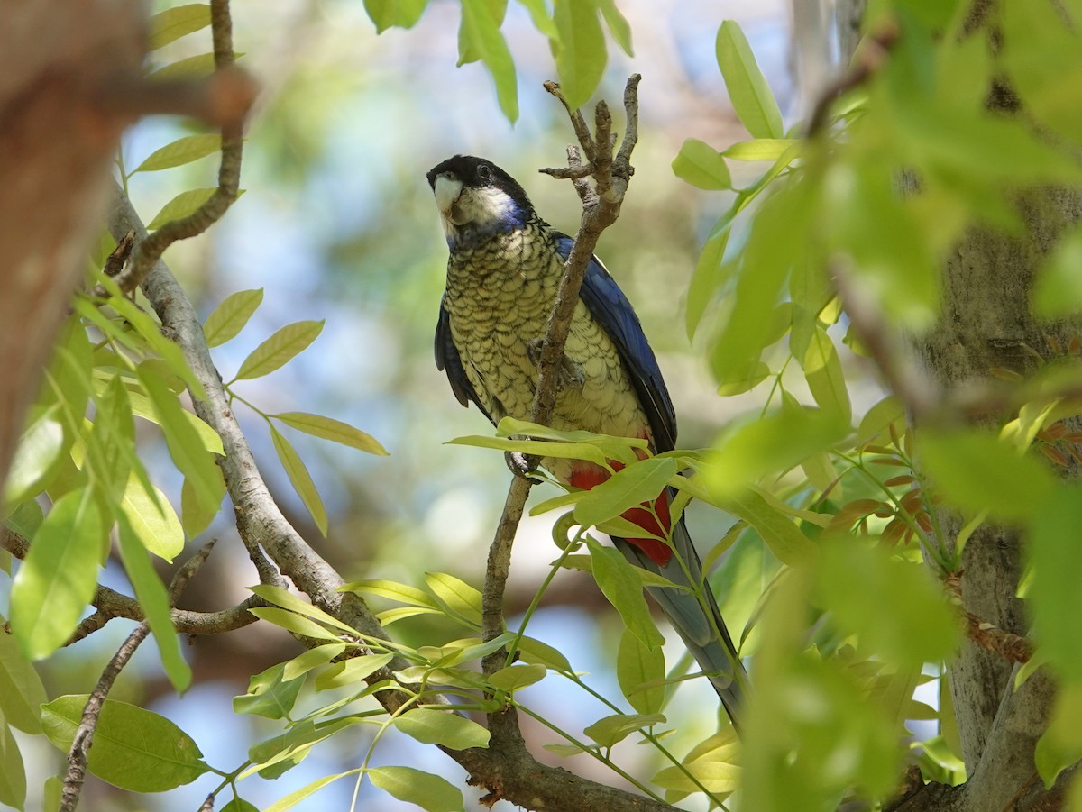 Northern Rosella - ML642903362