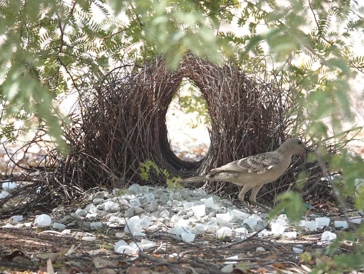 Great Bowerbird - ML642903370