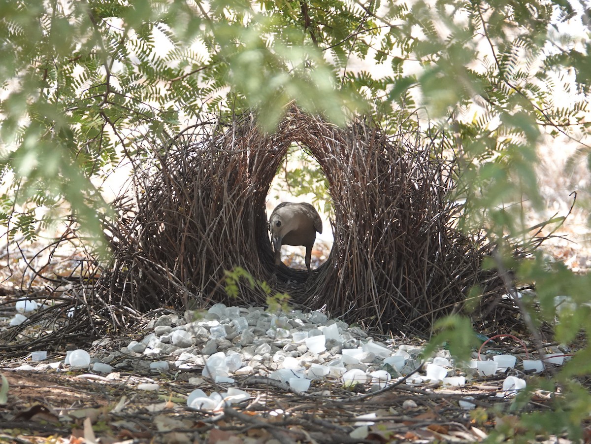 Great Bowerbird - ML642903371