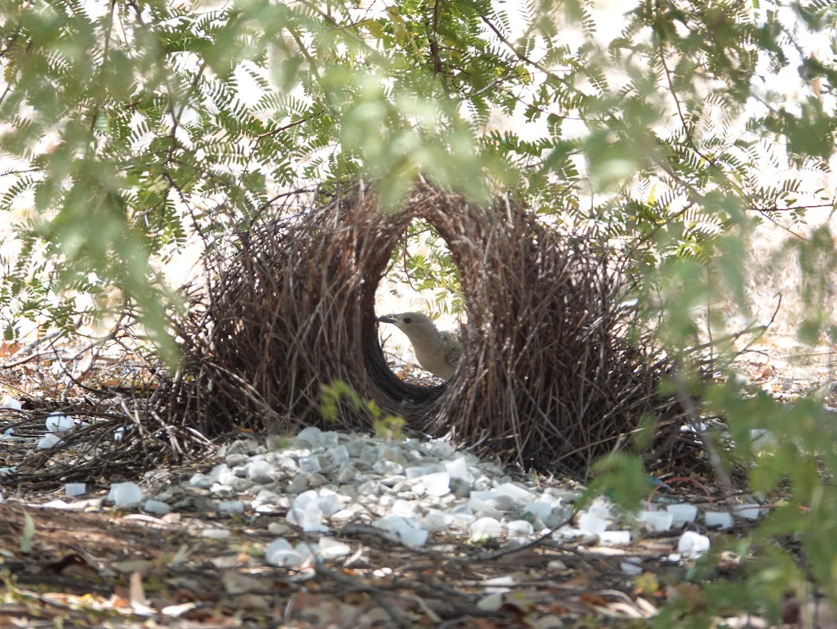 Great Bowerbird - ML642903372
