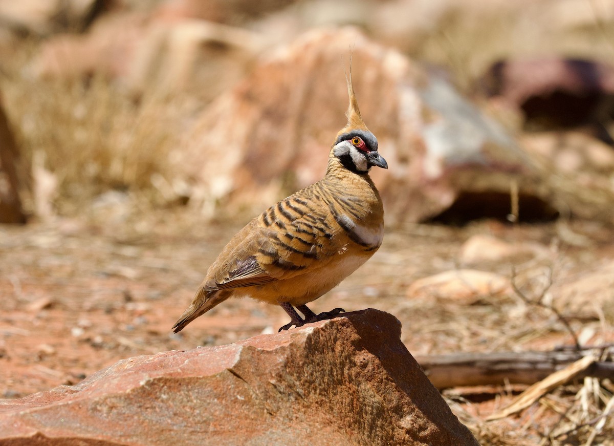 Spinifex Pigeon - ML642903376