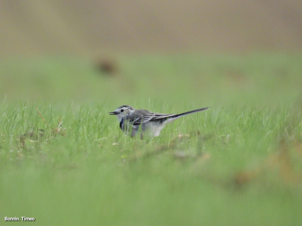 White Wagtail - ML642903391