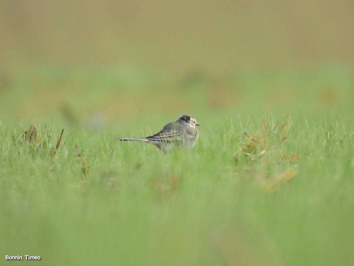 White Wagtail - ML642903393