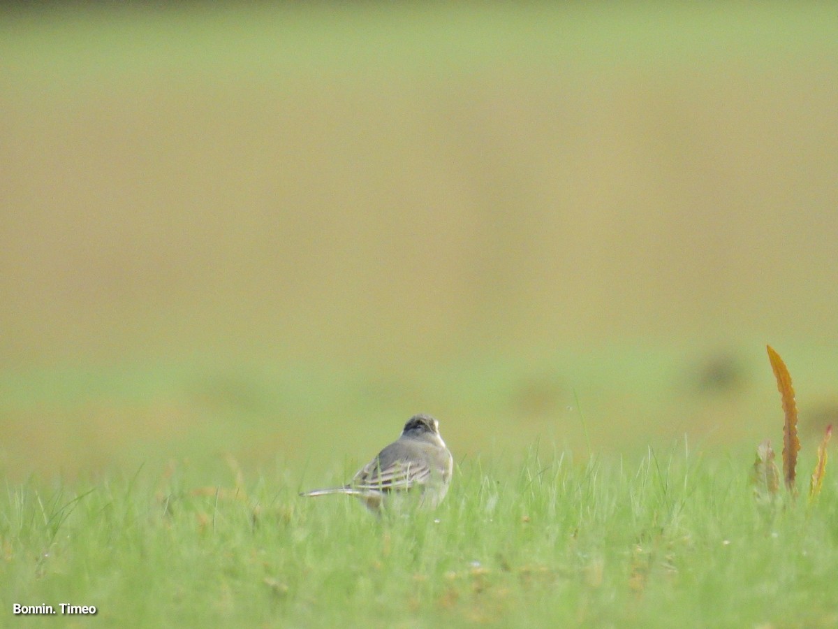 White Wagtail - ML642903394