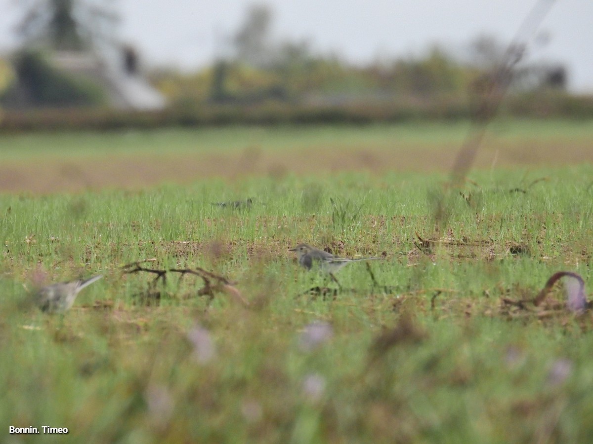 White Wagtail - ML642903395