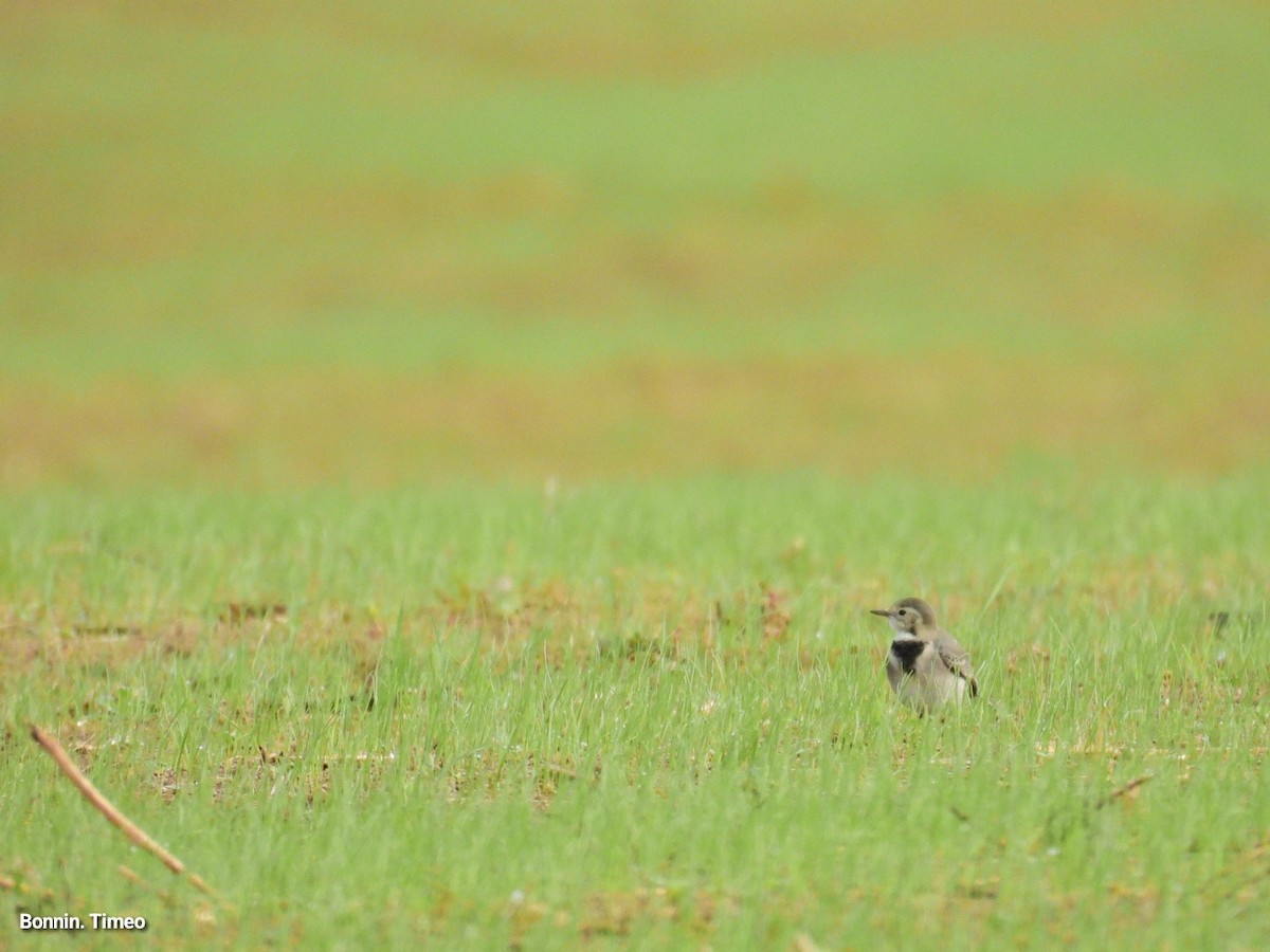 White Wagtail - ML642903398