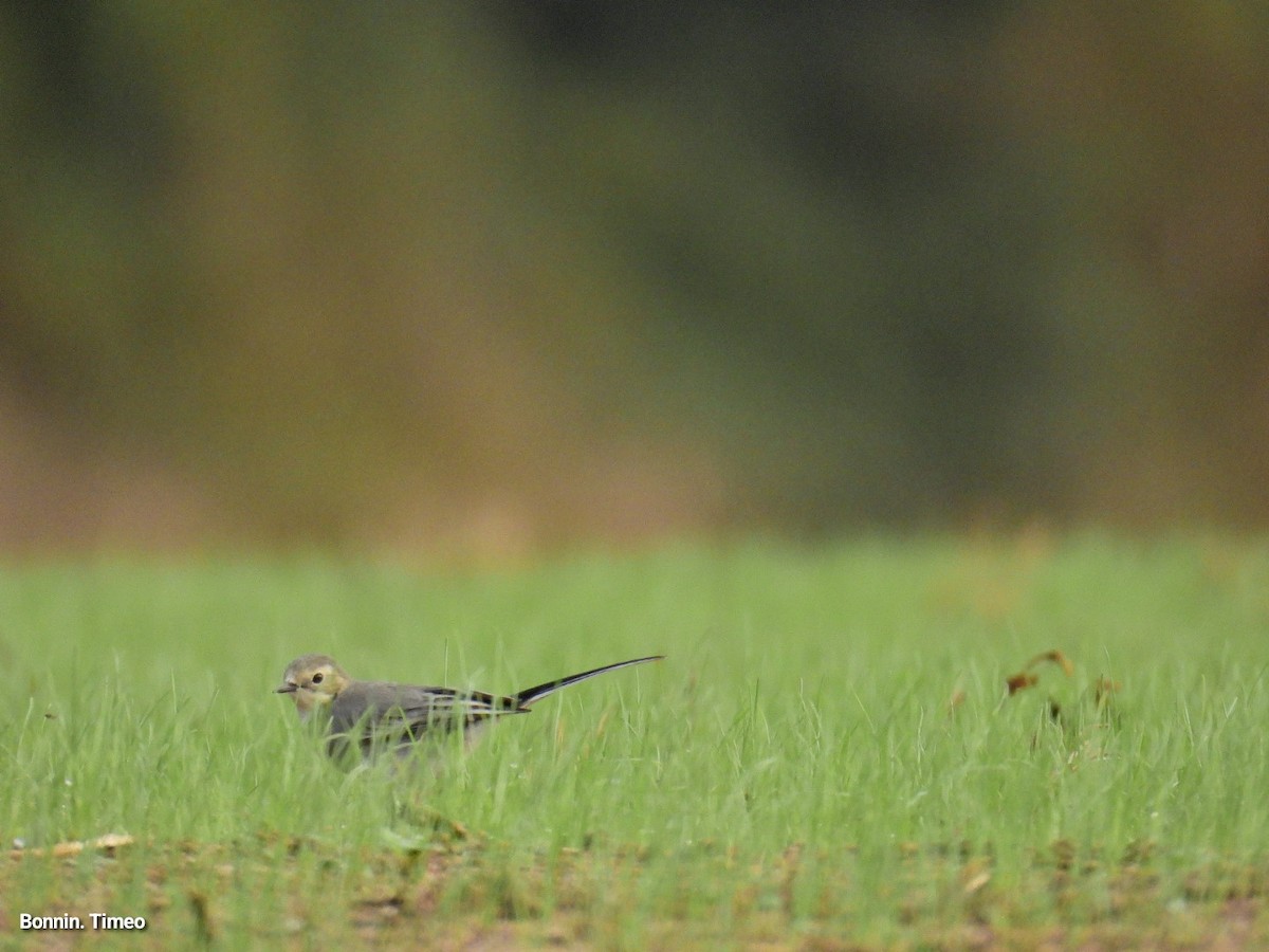 White Wagtail - ML642903399