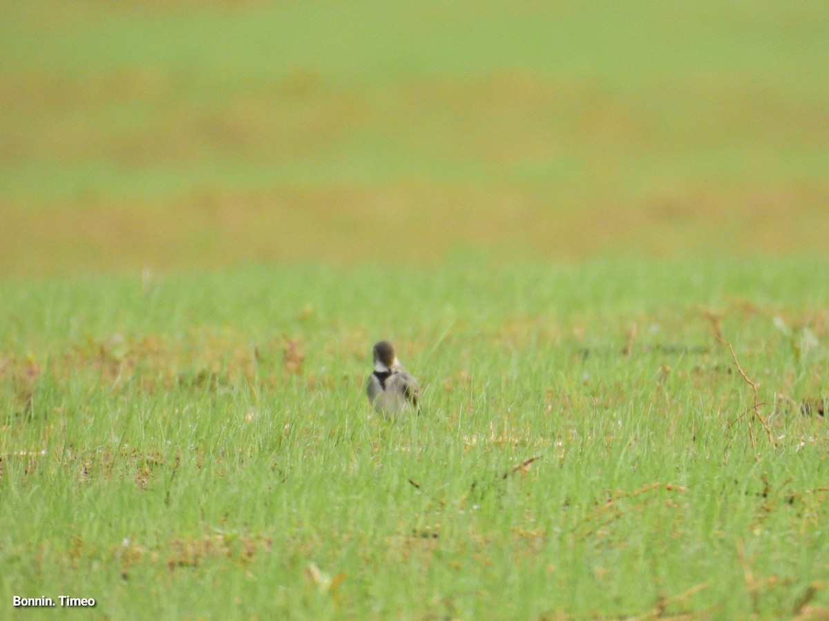 White Wagtail - ML642903400