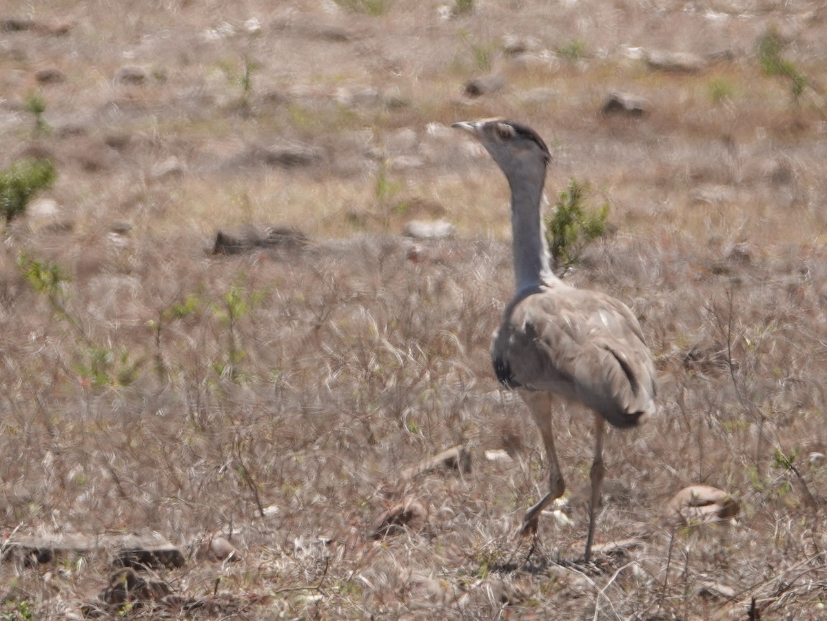 Australian Bustard - ML642903406