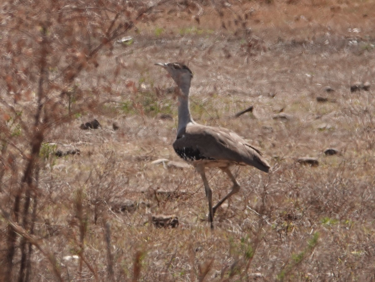 Australian Bustard - ML642903407