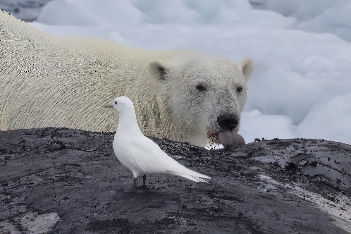 Ivory Gull - ML642903408