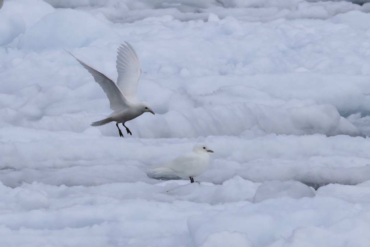 Ivory Gull - ML642903409