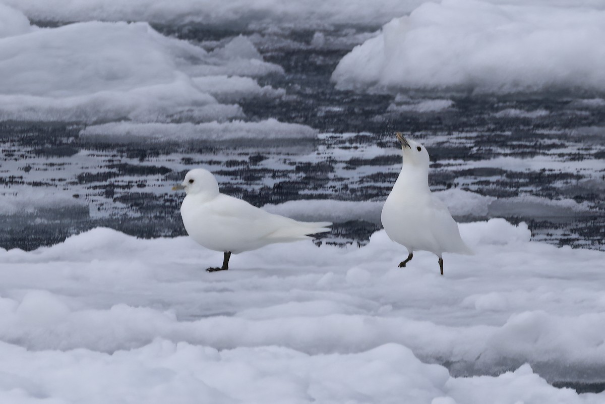 Ivory Gull - ML642903410