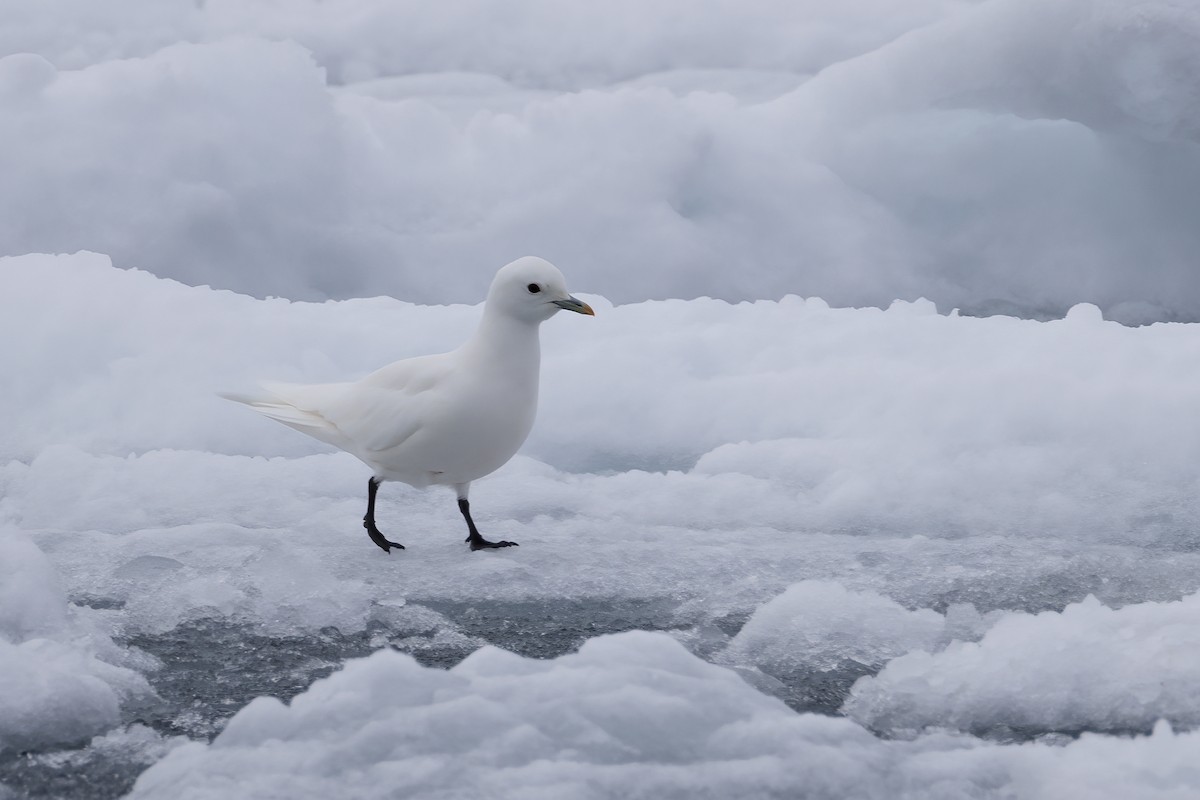 Ivory Gull - ML642903411