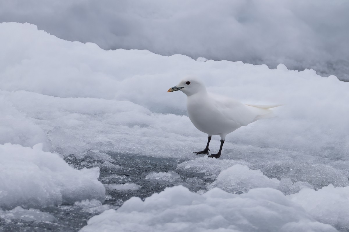 Ivory Gull - ML642903412