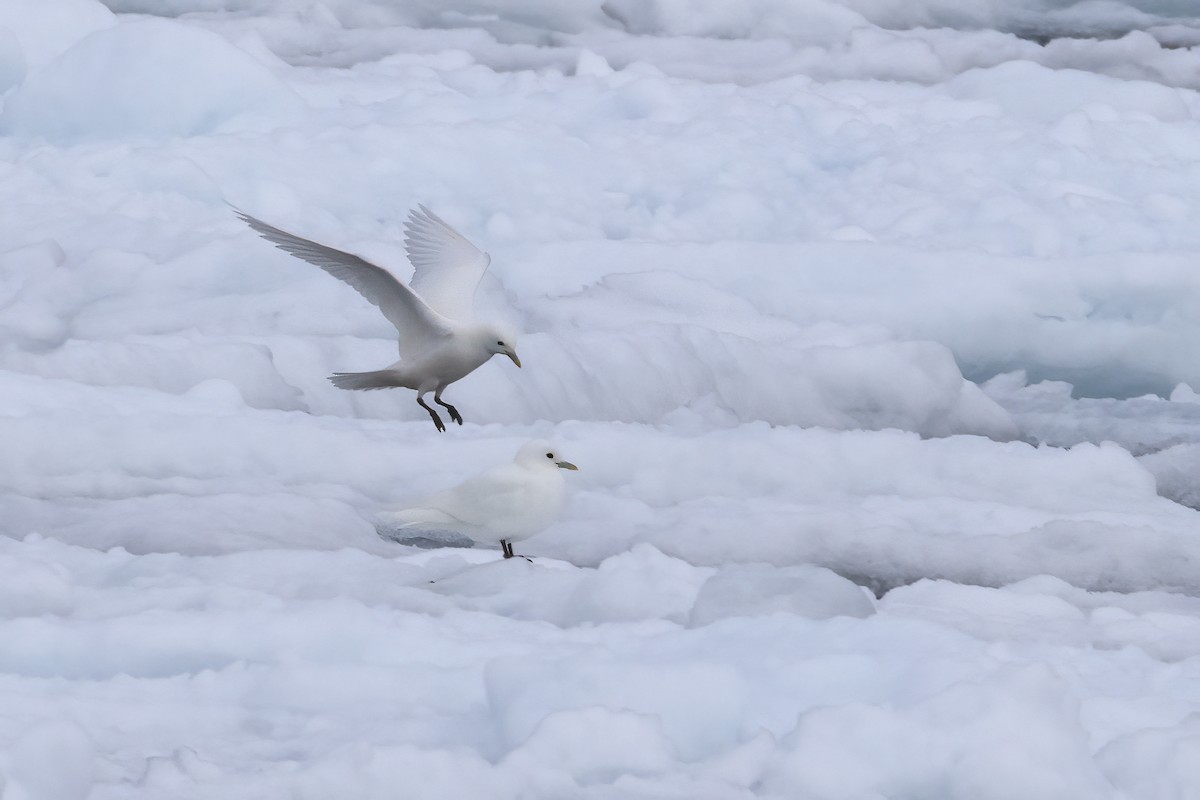 Ivory Gull - ML642903413