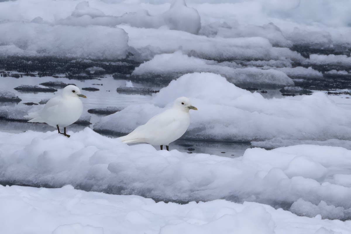 Ivory Gull - ML642903414
