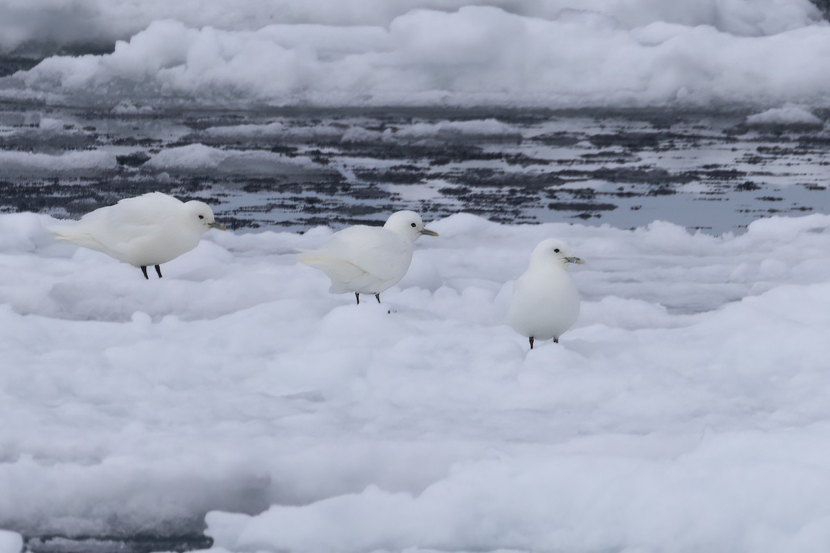 Ivory Gull - ML642903415