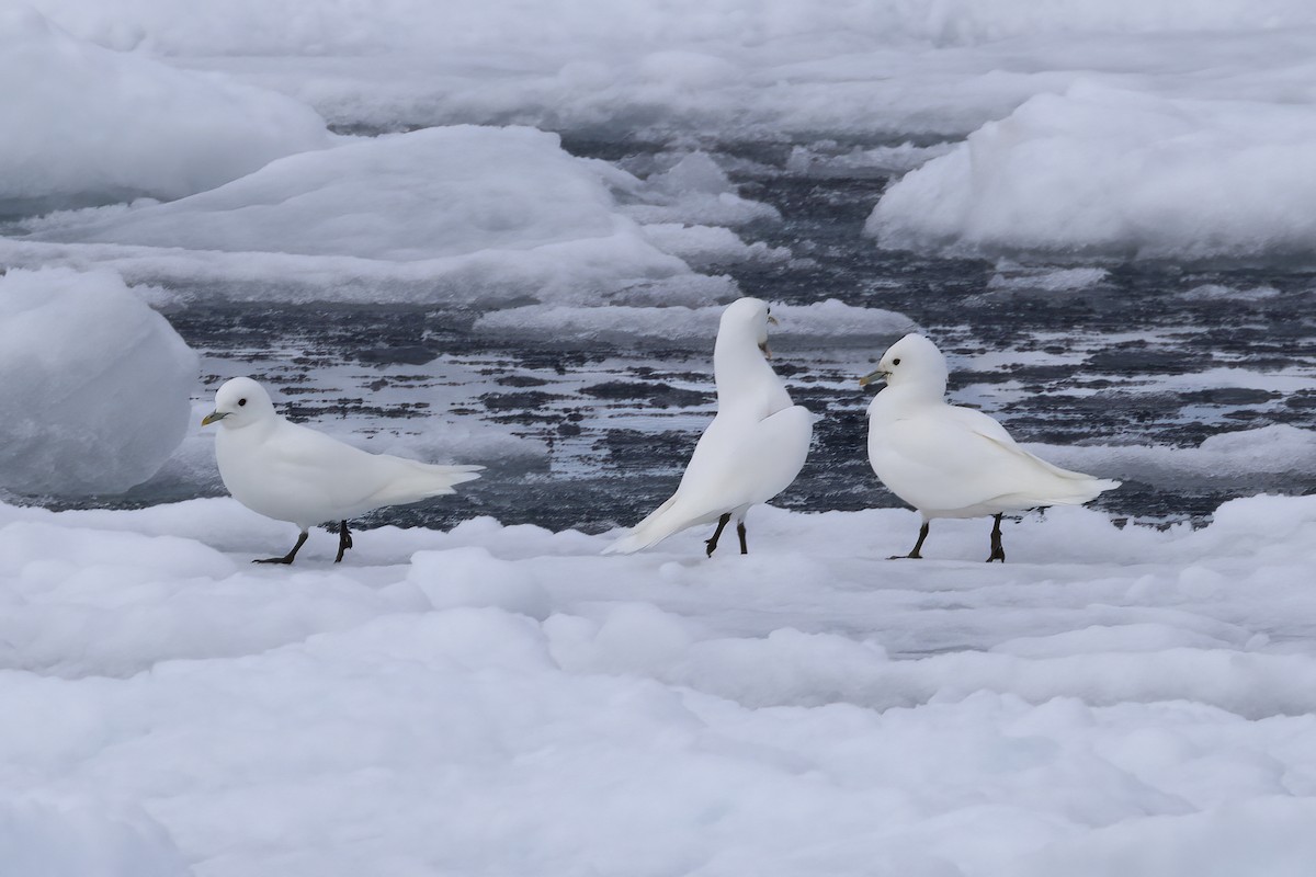 Ivory Gull - ML642903416