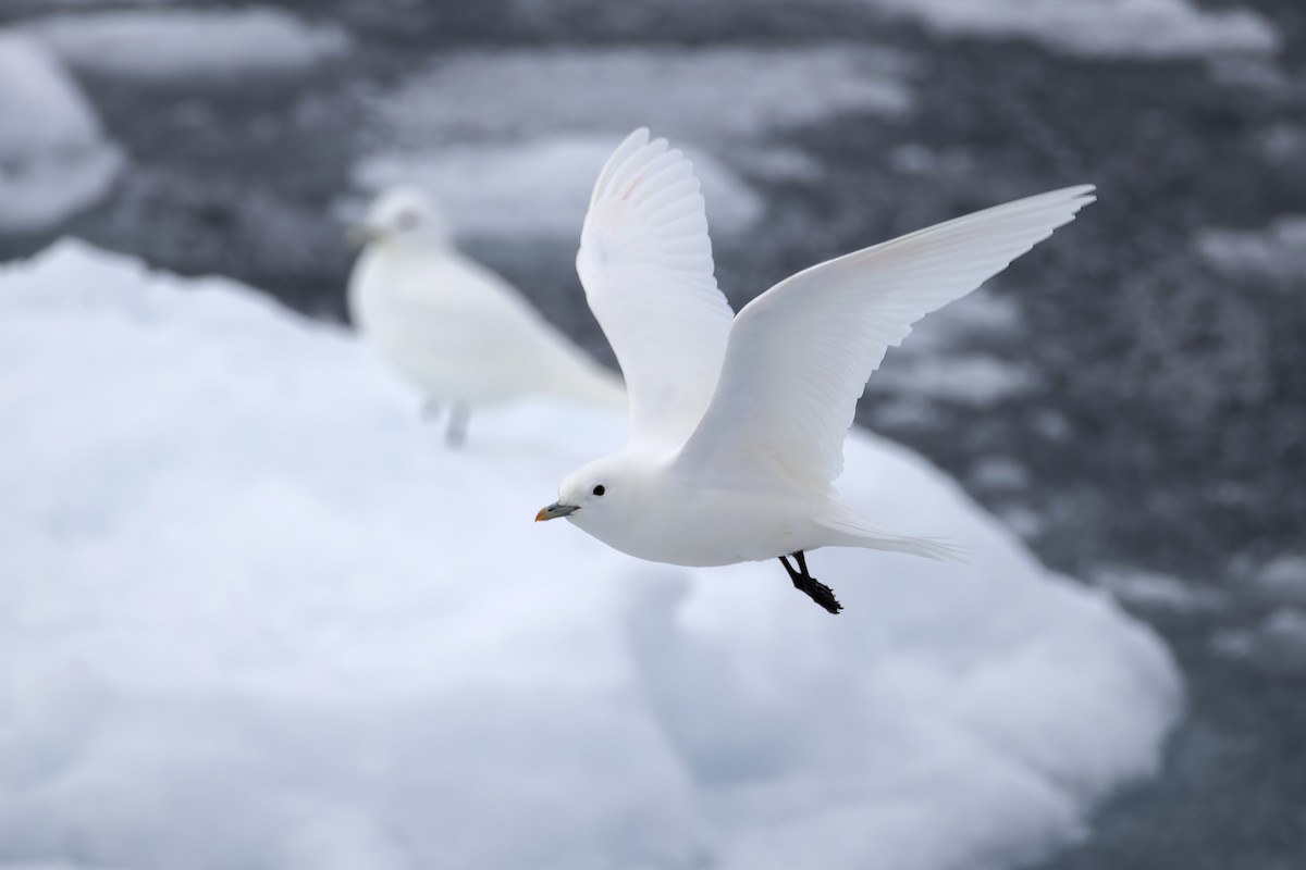Ivory Gull - ML642903417