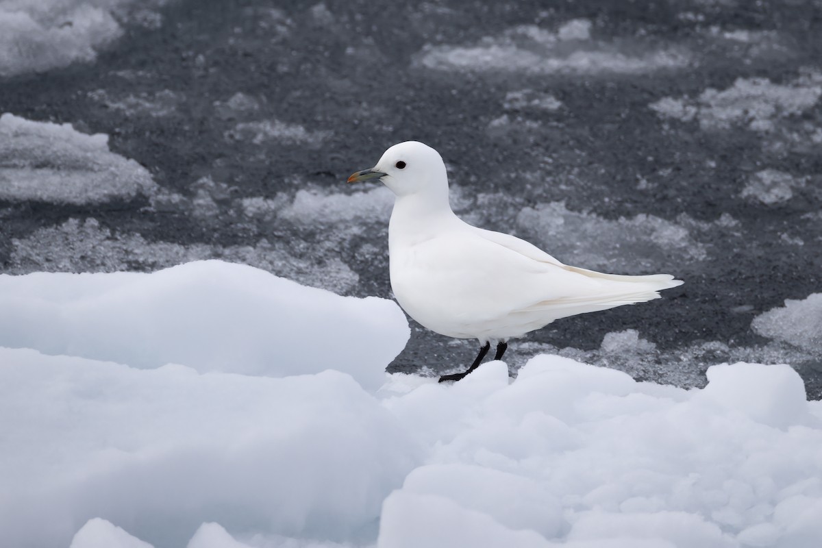Ivory Gull - ML642903418