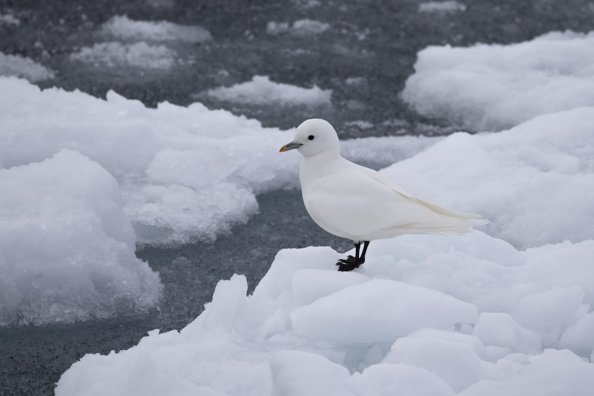 Ivory Gull - ML642903419