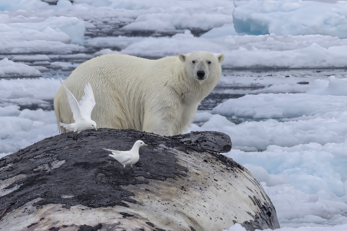Ivory Gull - ML642903420