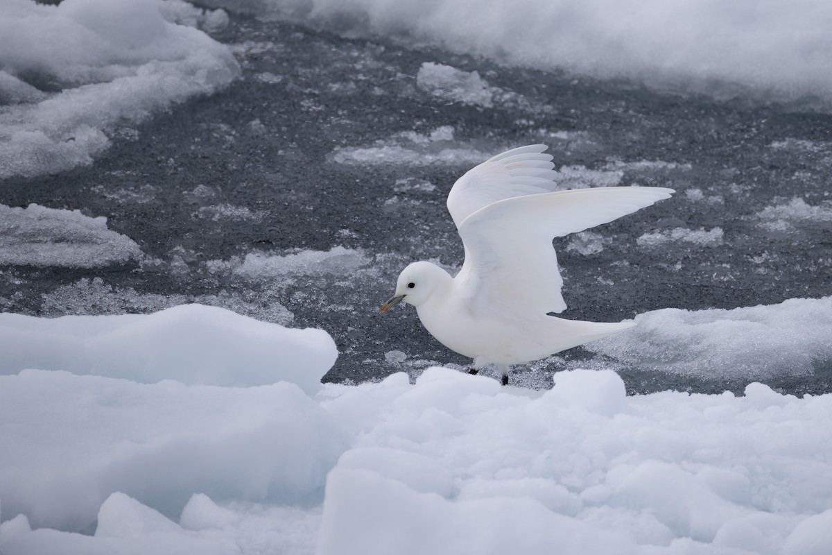 Ivory Gull - ML642903422