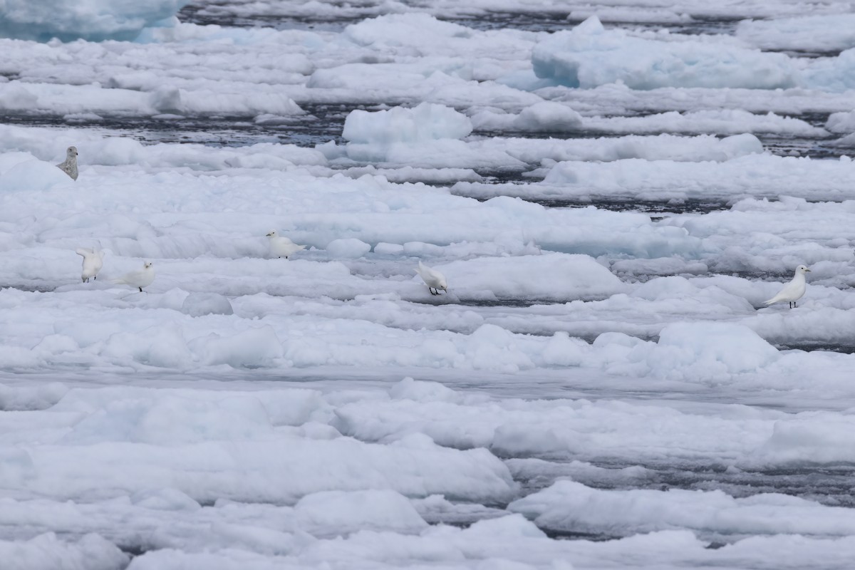 Ivory Gull - ML642903423