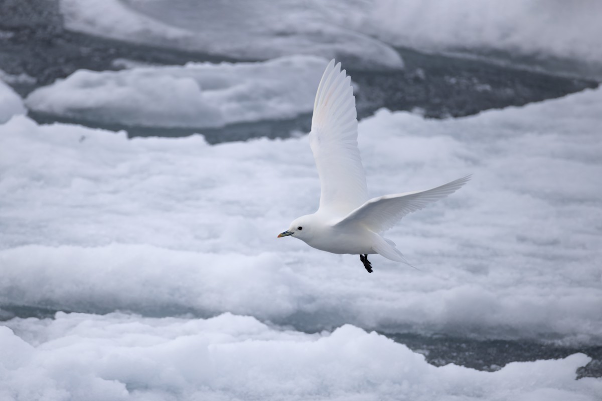 Ivory Gull - ML642903424