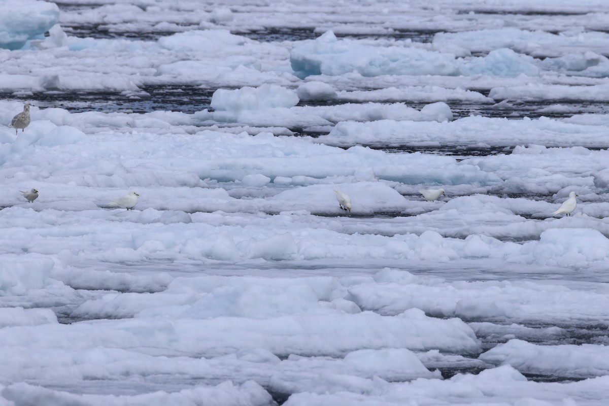 Ivory Gull - ML642903425