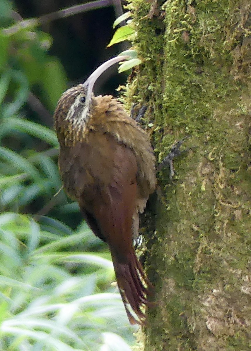 Greater Scythebill - ML642903427