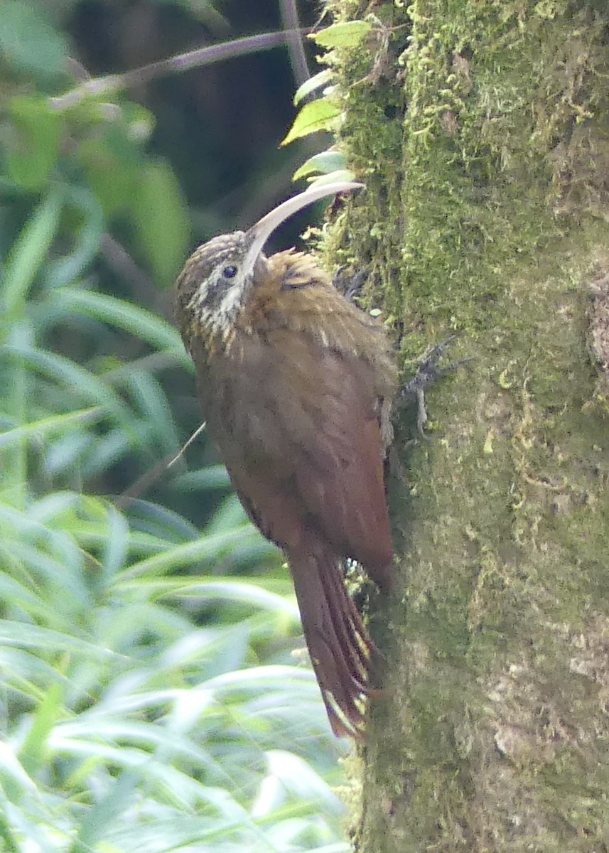 Greater Scythebill - ML642903429