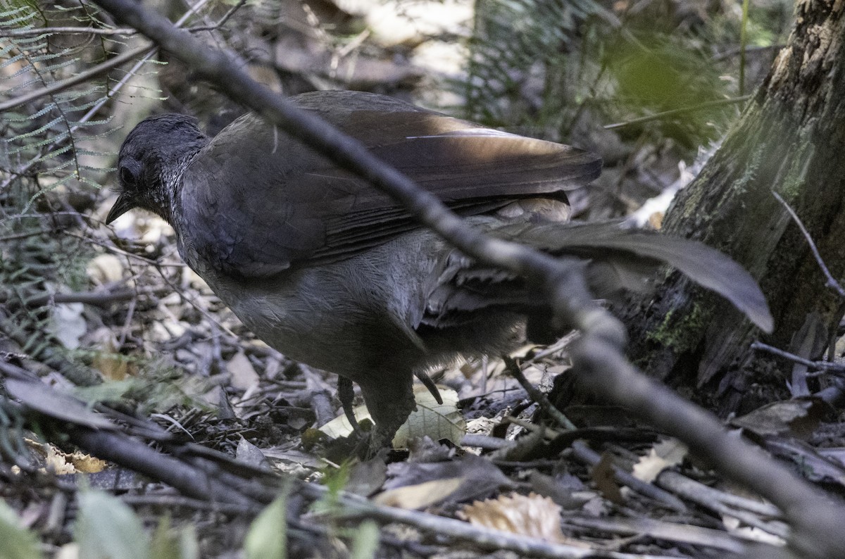 Superb Lyrebird - ML642903430