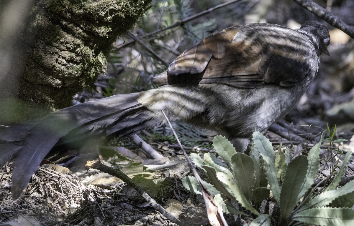 Superb Lyrebird - ML642903431