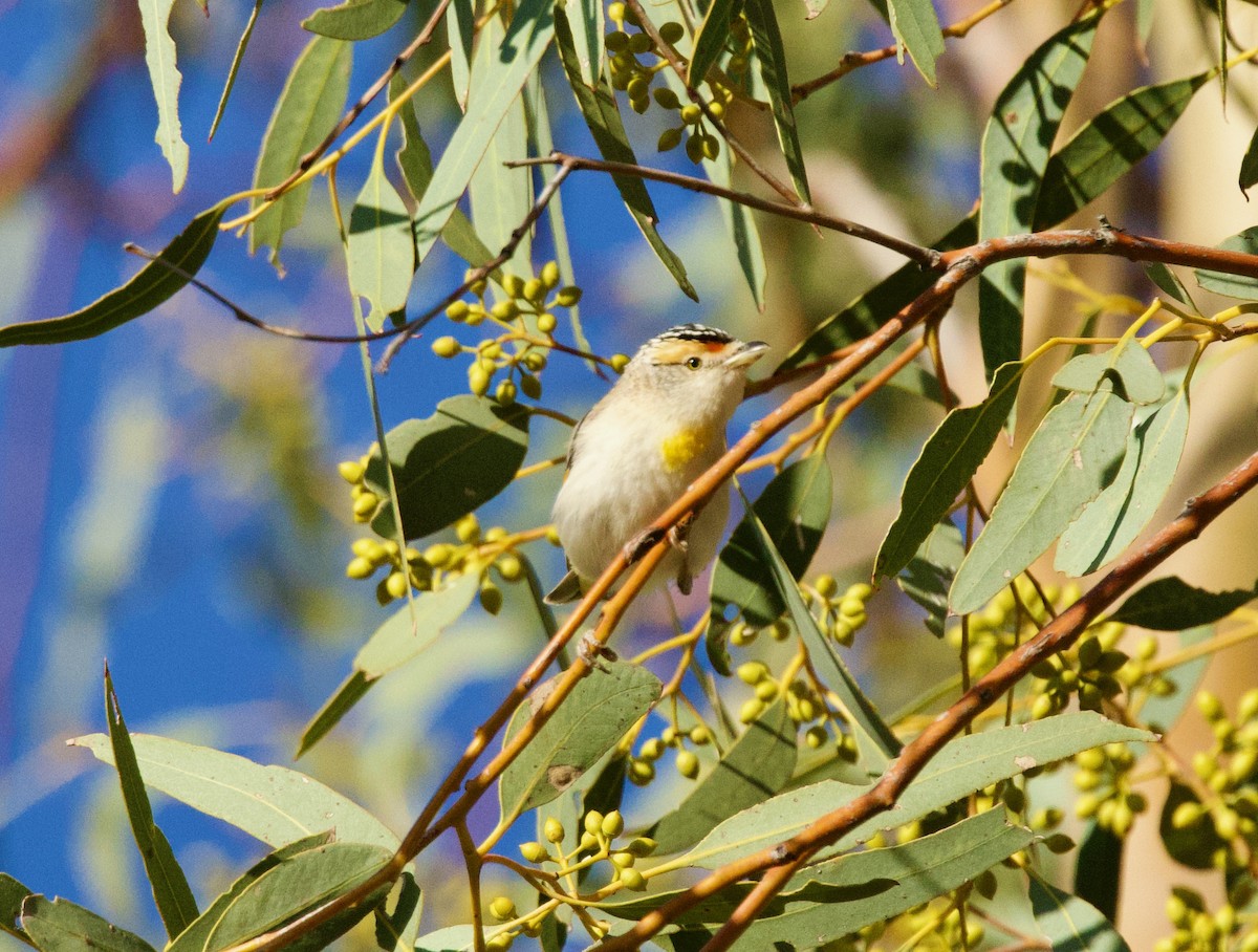 Red-browed Pardalote - ML642903444