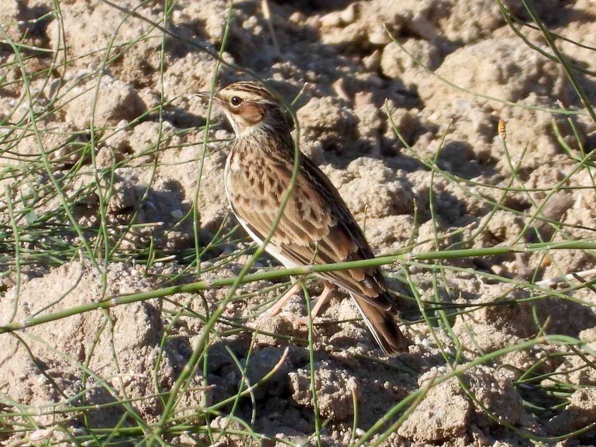 モリヒバリ - ML642903445