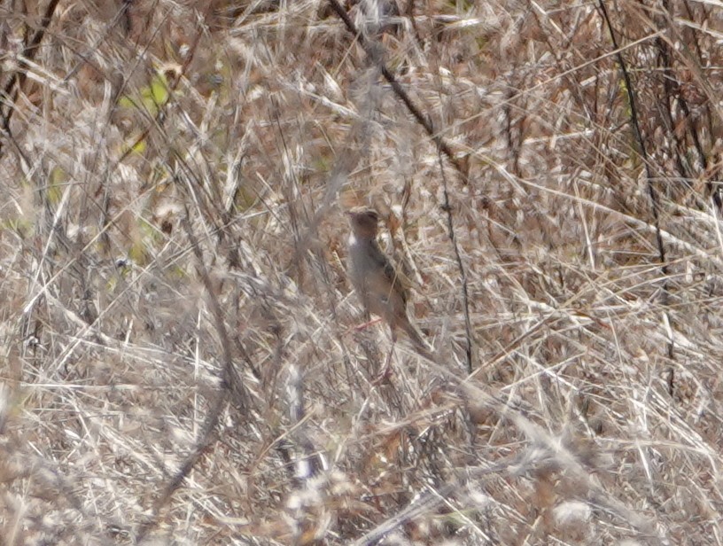 Tawny Grassbird - ML642903446