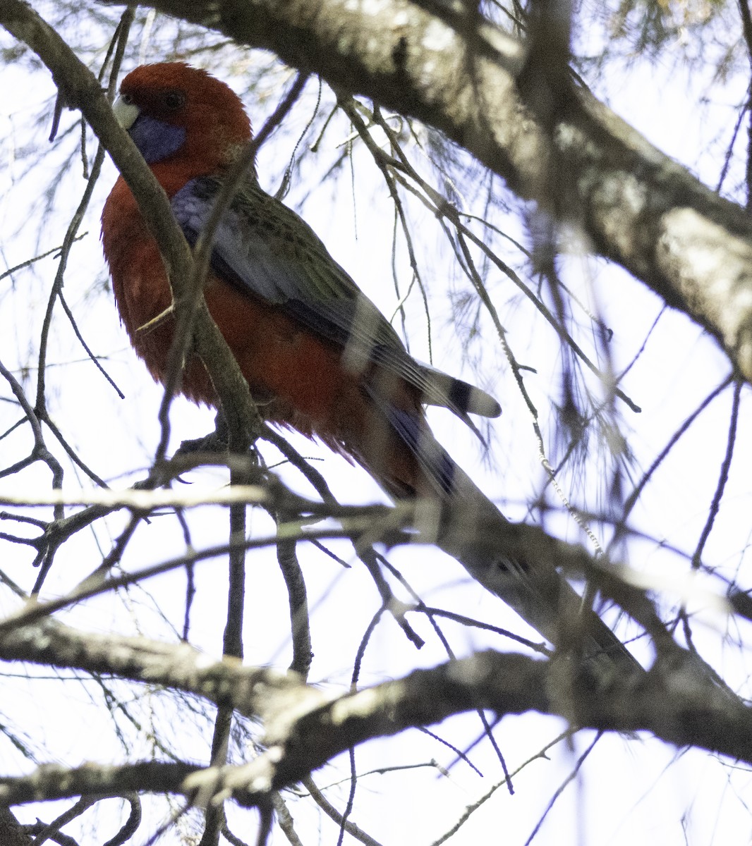 Rosella cremisi - ML642903448