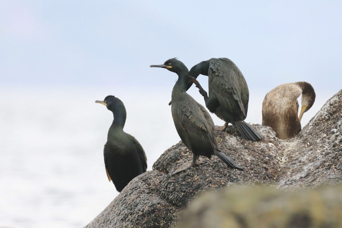European Shag (Atlantic) - ML642903451
