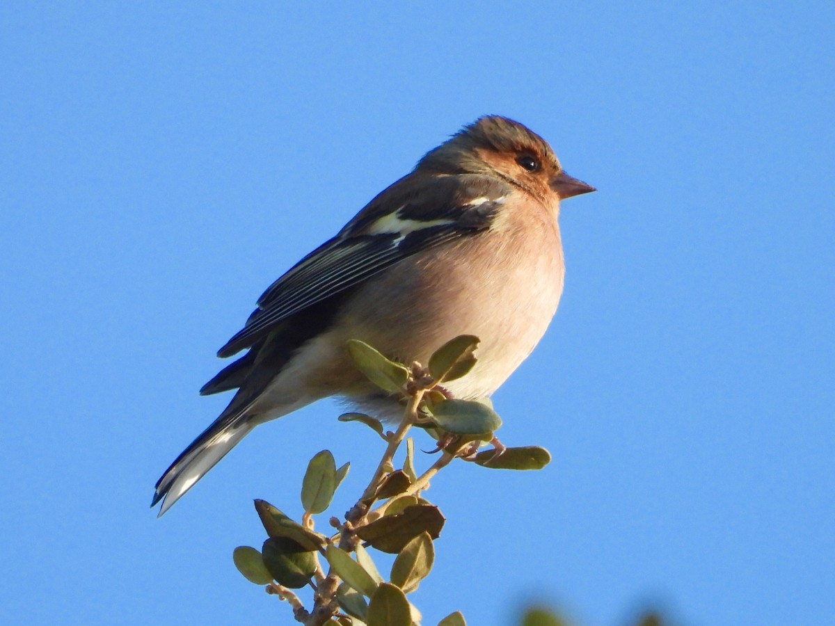 ズアオアトリ - ML642903452