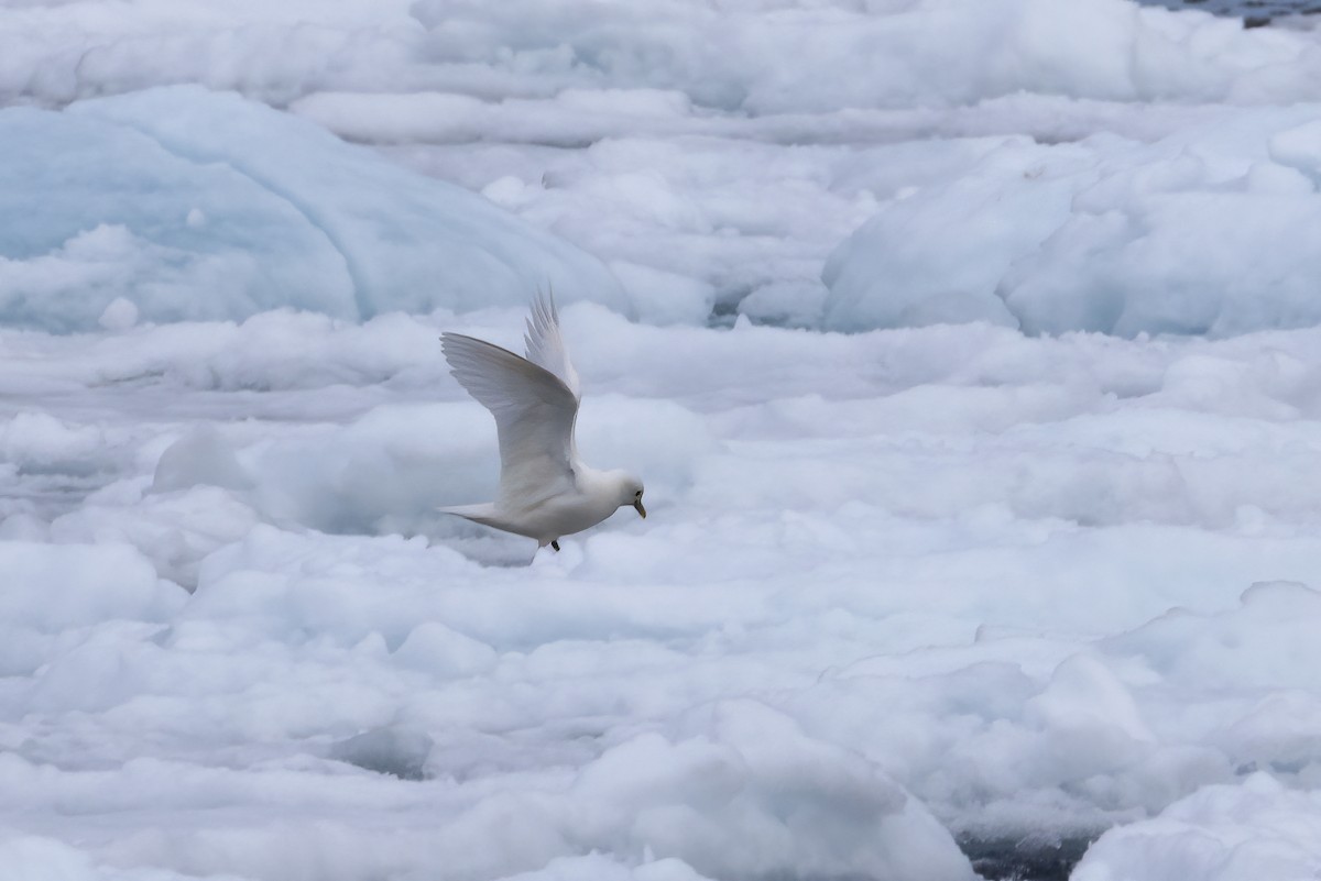 Ivory Gull - ML642903453