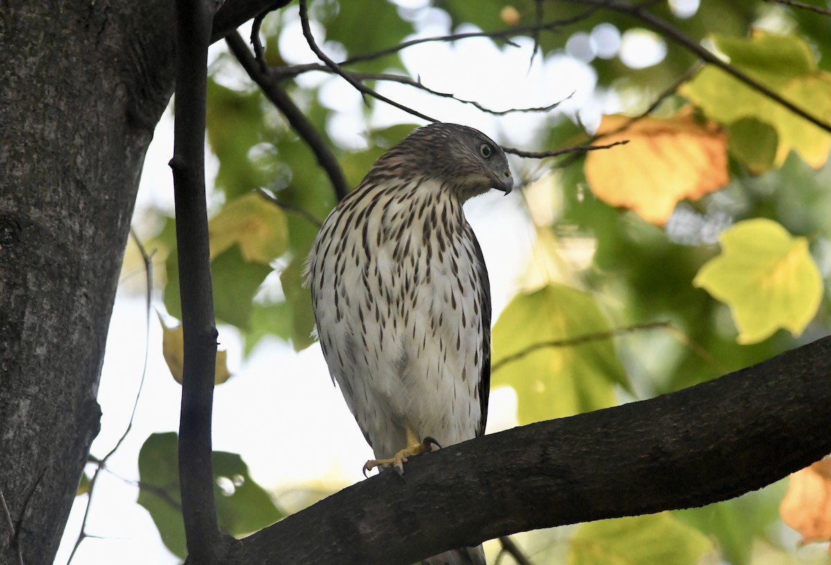 Cooper's Hawk - ML642903455