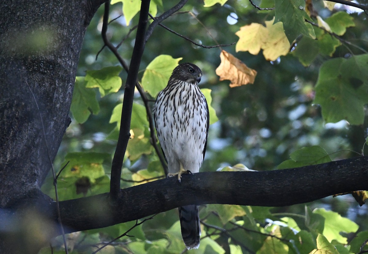 Cooper's Hawk - ML642903456