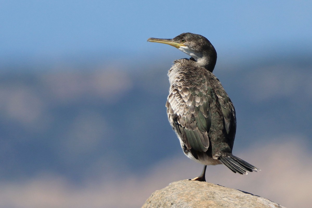 European Shag (Mediterranean) - ML642903472